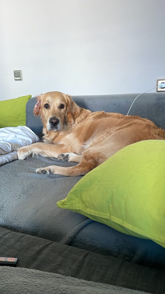 golden retriever huendin